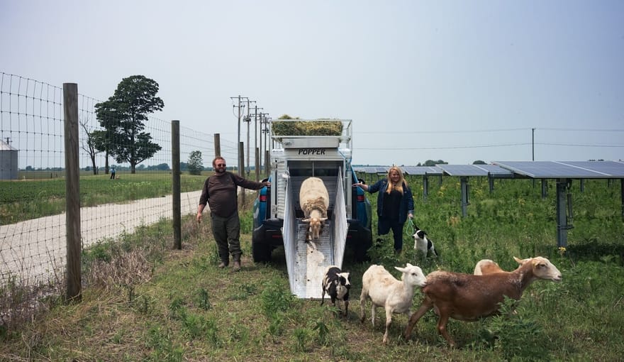 Sheep climb down off a truck into a field with solar panels. Two people stand next to the vehicle.