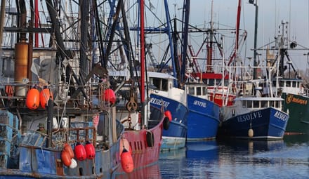 Boats clustered in the water