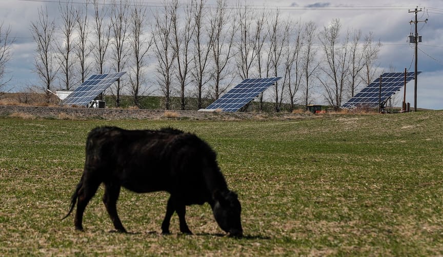 A black cow eats grass in a field in front of three large solar panels and some trees