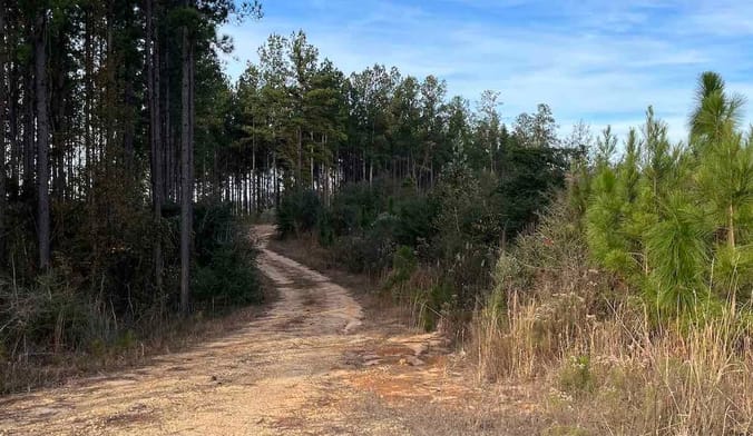 a dirt road winding into the distance surrounded by pine trees and dried grass in Mississippi