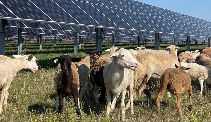 Sheep next to solar panels in a field