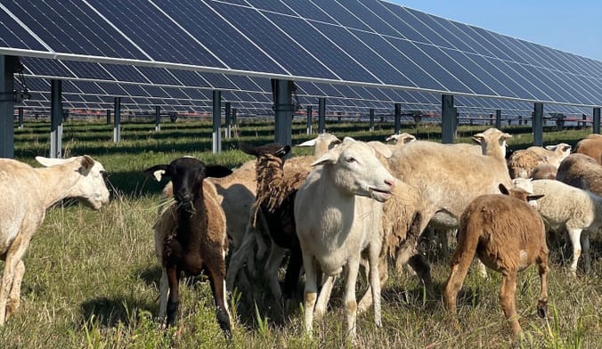 Sheep next to solar panels in a field