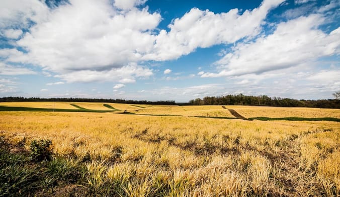 Yellow grasses in a large open field below a cloudy blue sky